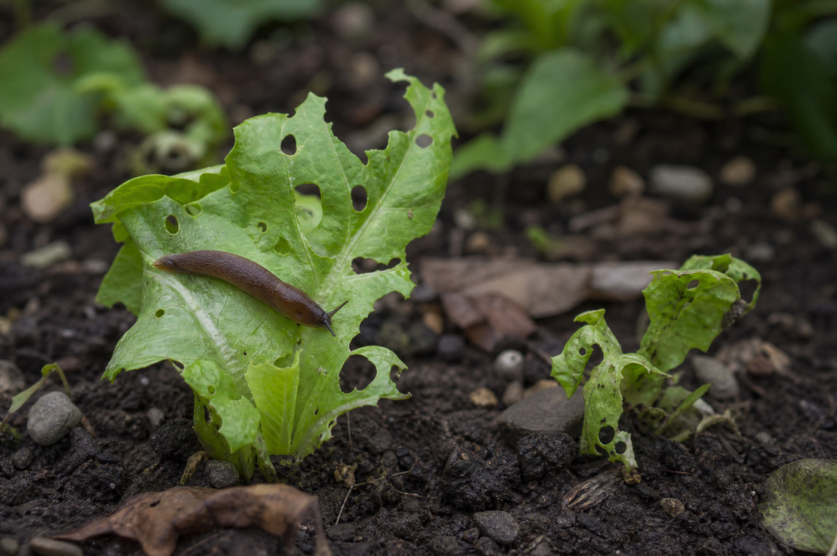Wegschnecke auf einem angefressenen Salatblatt in feuchter Beeterde – Symbolbild zum Thema Schneckenkante